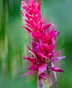 Garden Botanicals II