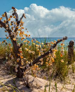 Shells on the Dunes