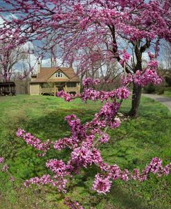 Cottage Blooms