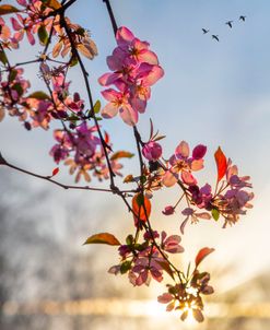 Pink Apple Blossoms