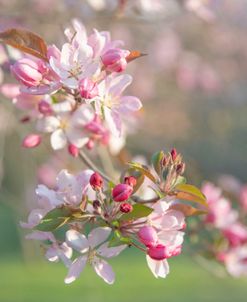 Pretty in Pink Apple Blossoms
