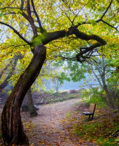 Waiting in the Morning Mist