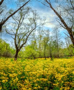 Woodland Wildflowers