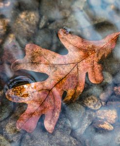 Floating Oak Leaf