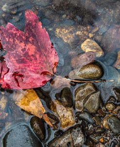 Floating Red Maple Leaf