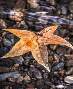 Floating Sweetgum Leaf