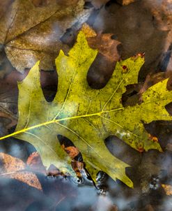 Floating Golden Oak Leaf