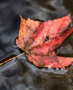 Floating Maple Leaf