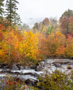 The Beauty of the River