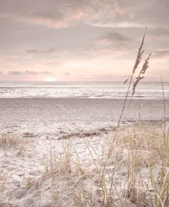 Seaside Cottage Morning Glory