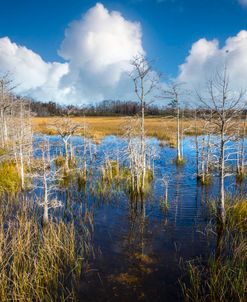 White Clouds over the Marshes