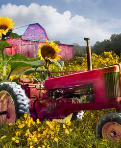 Tractor in the Sunflower Fields