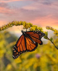 Butterfly at Dawn
