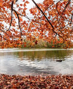 Leaves at the Lake