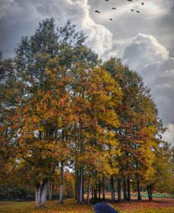 Flying into Autumn Colors