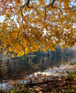 Morning Golds at Vogel State Park