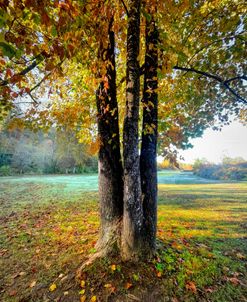 Autumn Trio