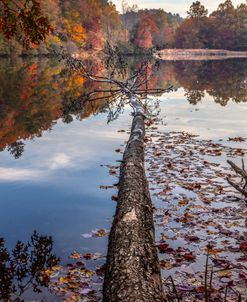 Reaching into Autumn Vogel State Park