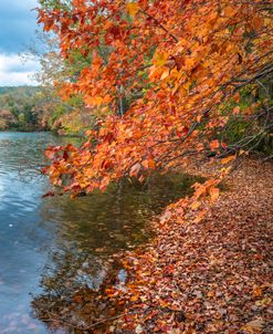 Autumn Trees at the Edge of the Lake