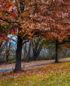 Red Oaks Along the Trail