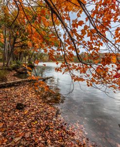 Branching into Autumn I