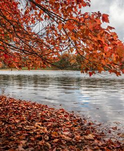 Branching into Autumn II