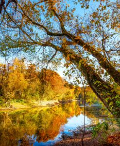 Trees Hanging over the River