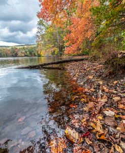 Floating Autumn Leaves