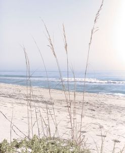 Sunlight On The Beach Dunes