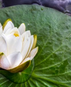 Lily In The Rain