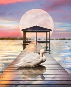 Moonrise Swan