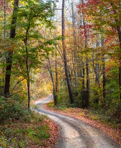 Winding Road Into The Forest