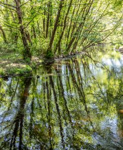 Hidden Glade