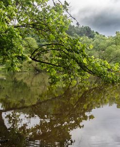Summer Reflections