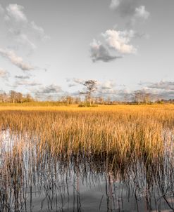 Cloud Reflections In The Glades Pale Skies