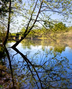 Lacy Reflecting Branches
