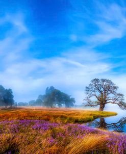 Wildflower Panorama