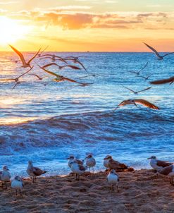 Seagulls at the Shore