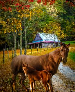 Autumn Chestnuts