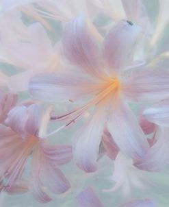 Pretty Blossoms
