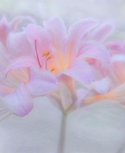 Spring Fresh