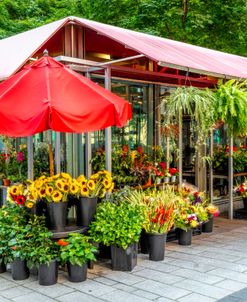 Flower Market Downtown Montreal Quebec Canada