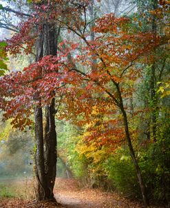 Leaves along the Trail