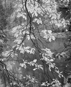 Cascading Silver Whites on the Valley River