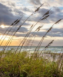 Coastal Beach Botanicals