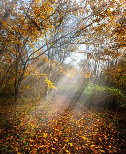 Leaves Along The Trail Ii