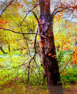 Maples