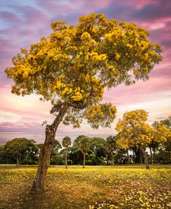 Beautiful Blooms