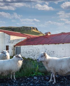 Farms In The Icelandic Highlands