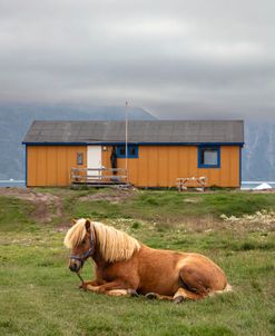 Horse Farm In Greenland